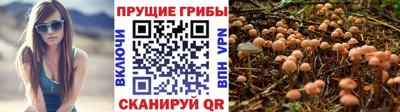 сколько стоит Нововоронеж Псилоцибиновые грибы Magic Shrooms